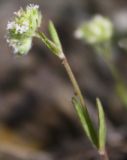 Valerianella coronata. Верхушка цветущего растения. Крым, Бахчисарайский р-н, окр. с. Трудолюбовка. 07.05.2010.