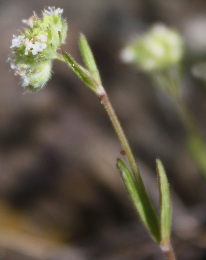 Изображение особи Valerianella coronata.