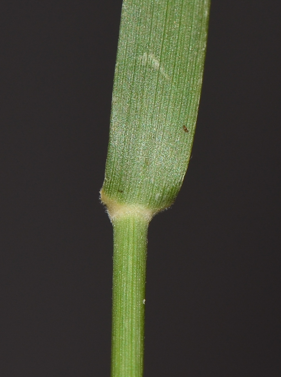 Image of Tricholaena teneriffae specimen.