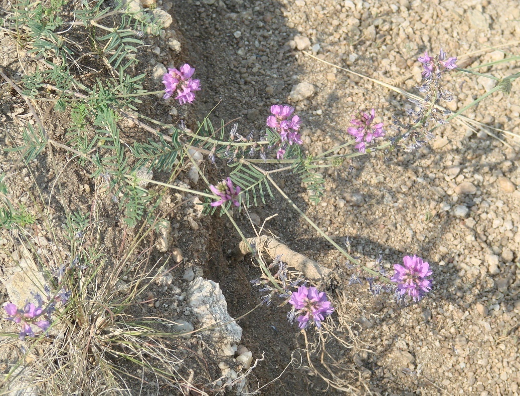 Изображение особи Astragalus versicolor.