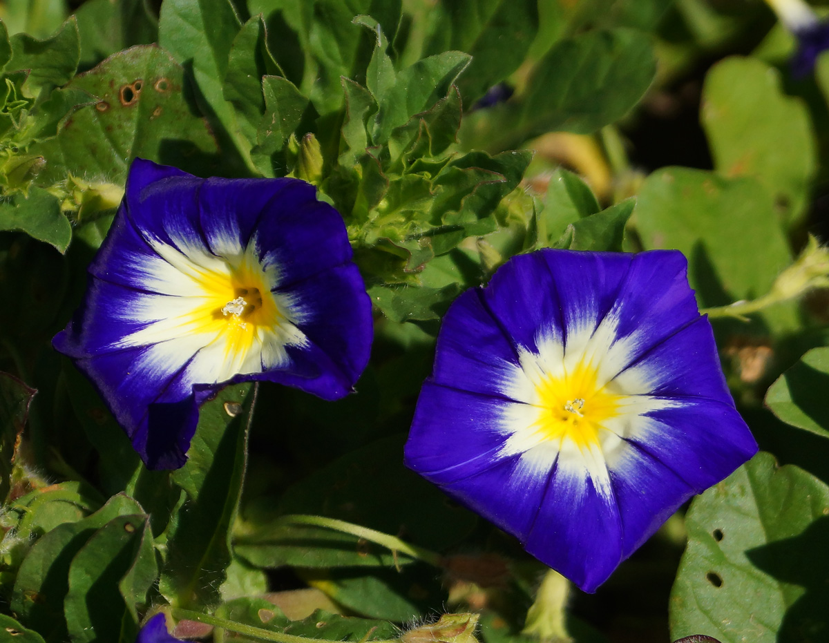 Изображение особи Convolvulus tricolor.