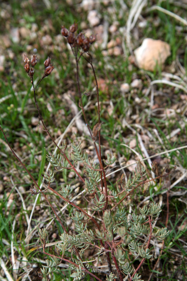 Image of Hypericum scabrum specimen.