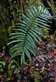 Blechnum finlaysonianum. Вайя. Малайзия, Камеронское нагорье, гора Ирау, ≈ 1800 м н.у.м., туманный (моховой) лес. 04.05.2017.