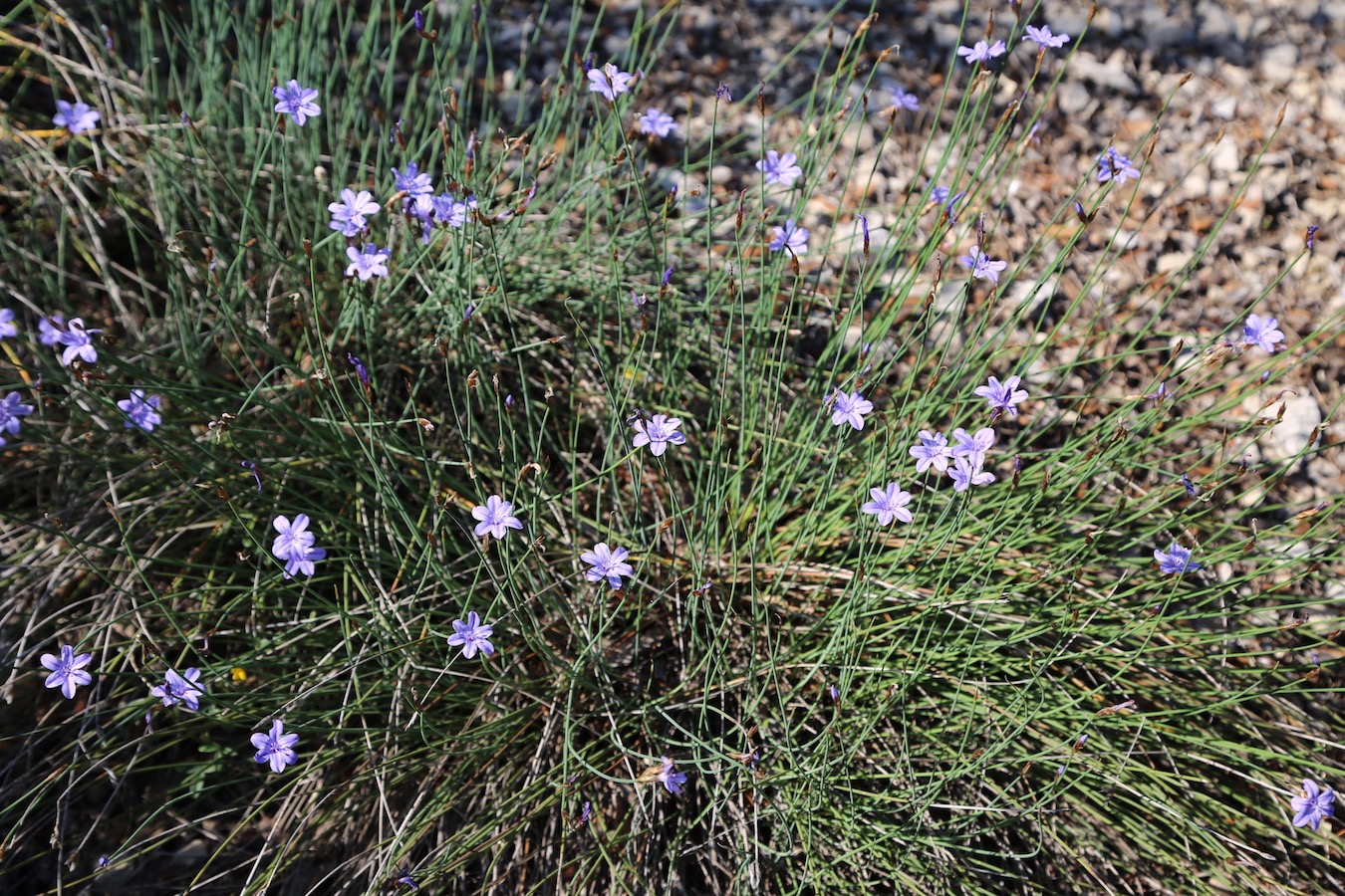 Изображение особи Aphyllanthes monspeliensis.