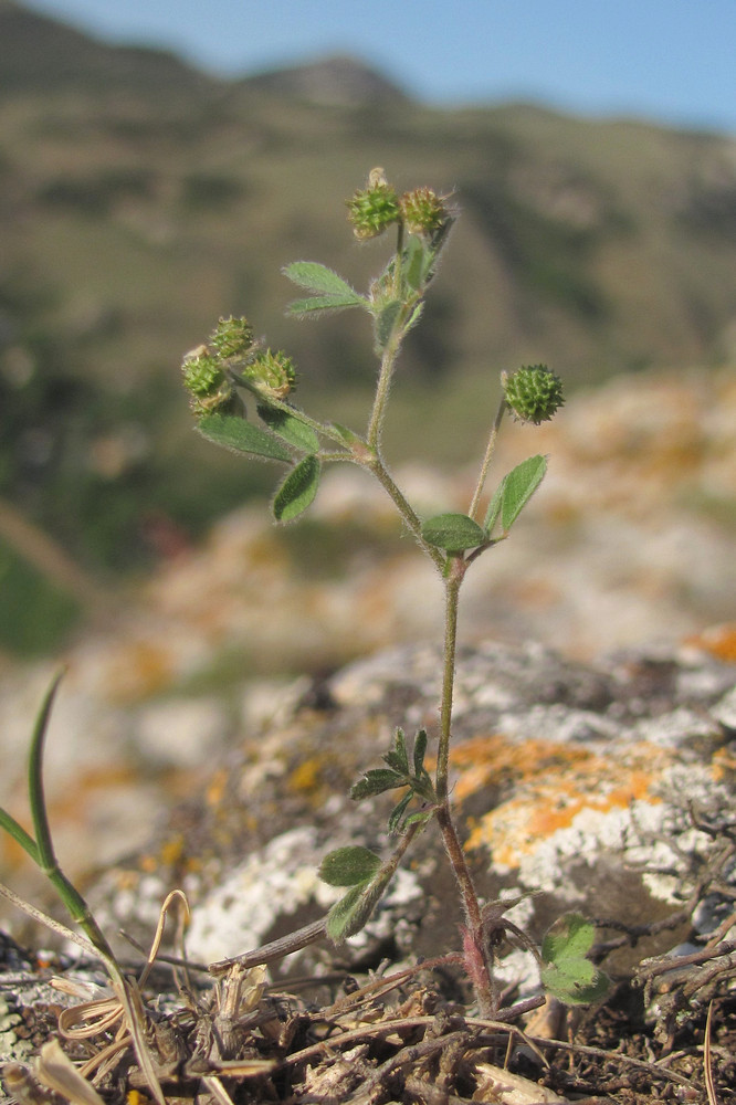 Изображение особи Medicago meyeri.