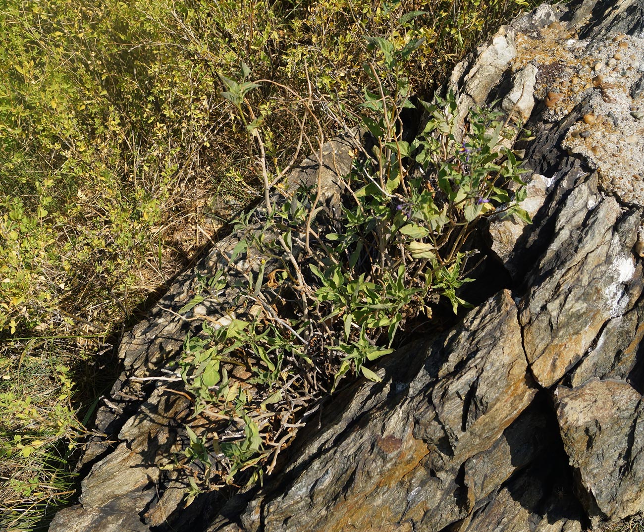 Image of Solanum dulcamara specimen.