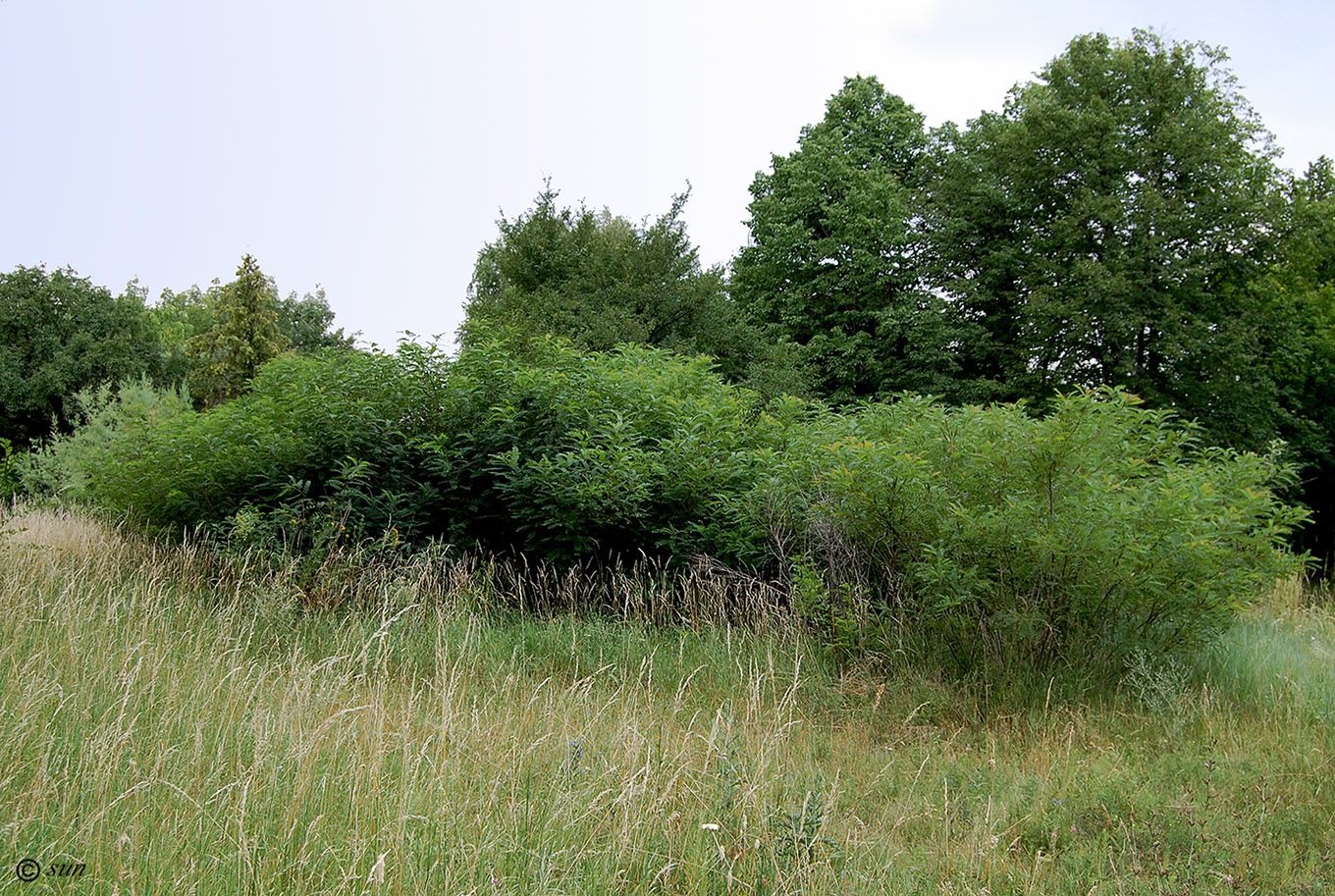 Image of Amorpha fruticosa specimen.