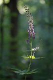 Смотреть изображение Aconitum septentrionale