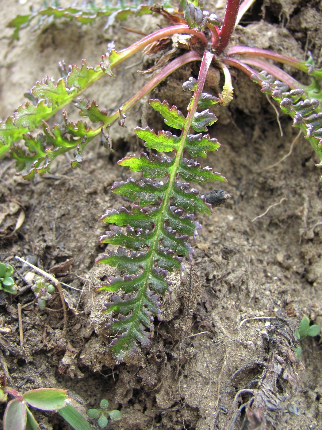 Image of Pedicularis nordmanniana specimen.