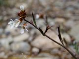 Arabidopsis lyrata. Верхушка побега с цветками и бутонами. Магаданская обл., Ольский р-н, окр. пгт Ола, р. Ола, около дамбы. 02.06.2017.