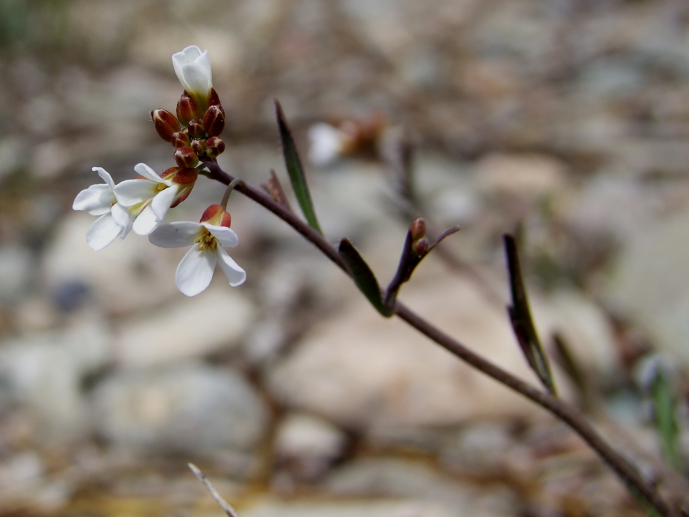 Image of Arabidopsis lyrata specimen.