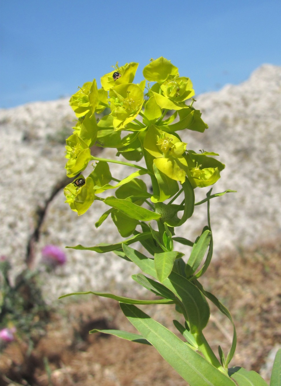 Изображение особи Euphorbia boissieriana.