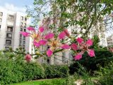 Ceiba speciosa. Верхушка ветки с цветками и бутонами. Израиль, г. Бат-Ям, в культуре. 22.10.2018.