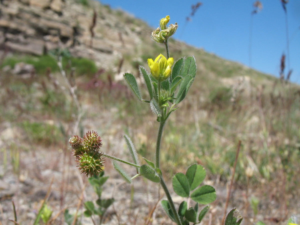 Image of Medicago minima specimen.