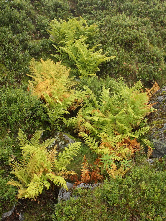 Изображение особи Dryopteris assimilis.