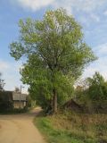Смотреть изображение Fraxinus excelsior