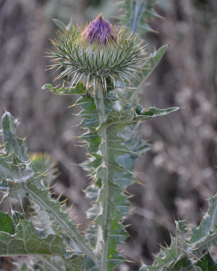 Image of Onopordum acanthium specimen.