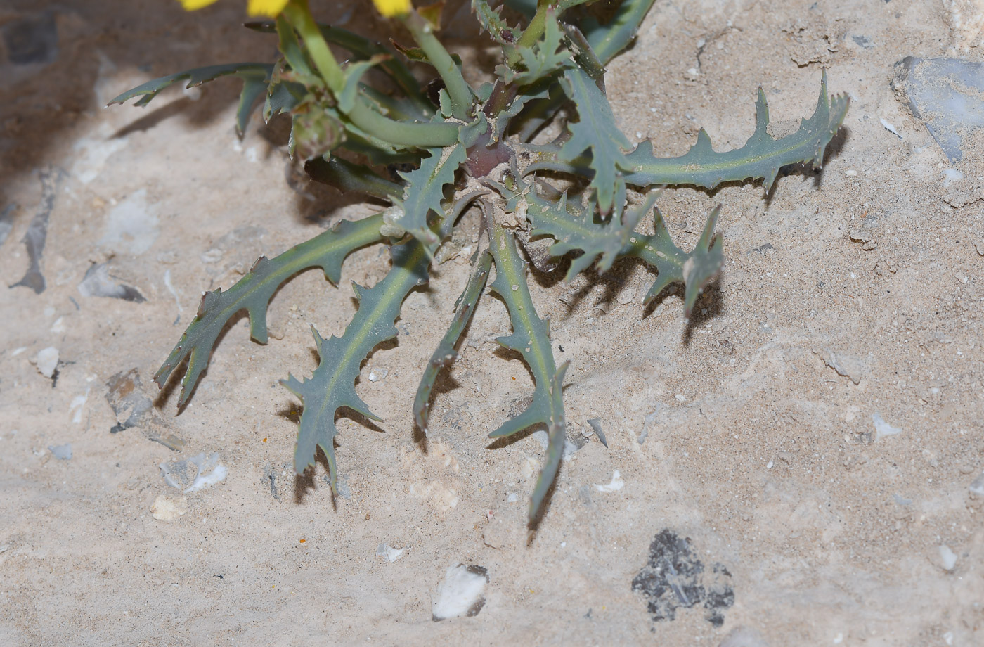 Изображение особи Launaea angustifolia.