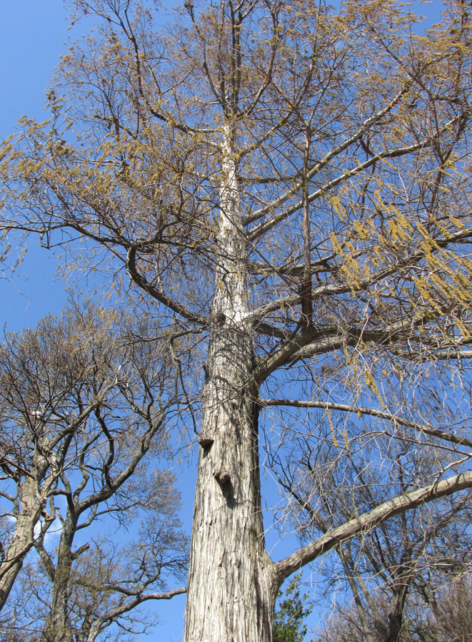 Image of Taxodium distichum specimen.