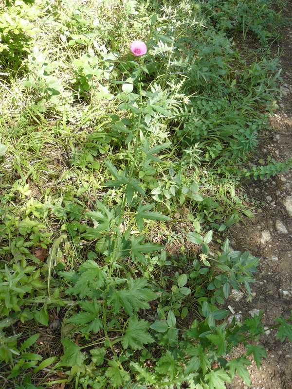 Image of Althaea narbonensis specimen.