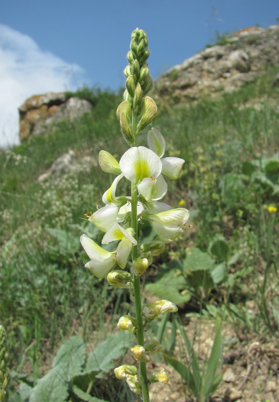 Image of Onobrychis bobrovii specimen.