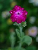 Lychnis coronaria