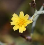 Launaea arborescens. Соцветие. Испания, автономное сообщество Канарские о-ва, о-в Фуэртевентура, провинция Las Palmas, муниципалитет Pajara, п-ов Jandia, пос. Jandia, заповедник Saladar de Jandia, рудеральное сообщество на западной границе заповедника. 27.05.2019.