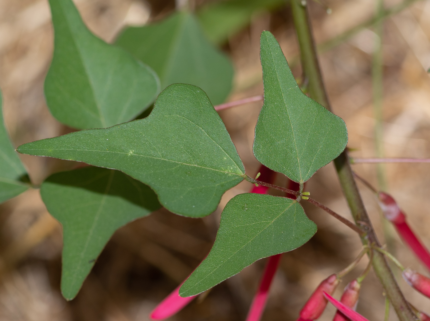 Image of Erythrina herbacea specimen.