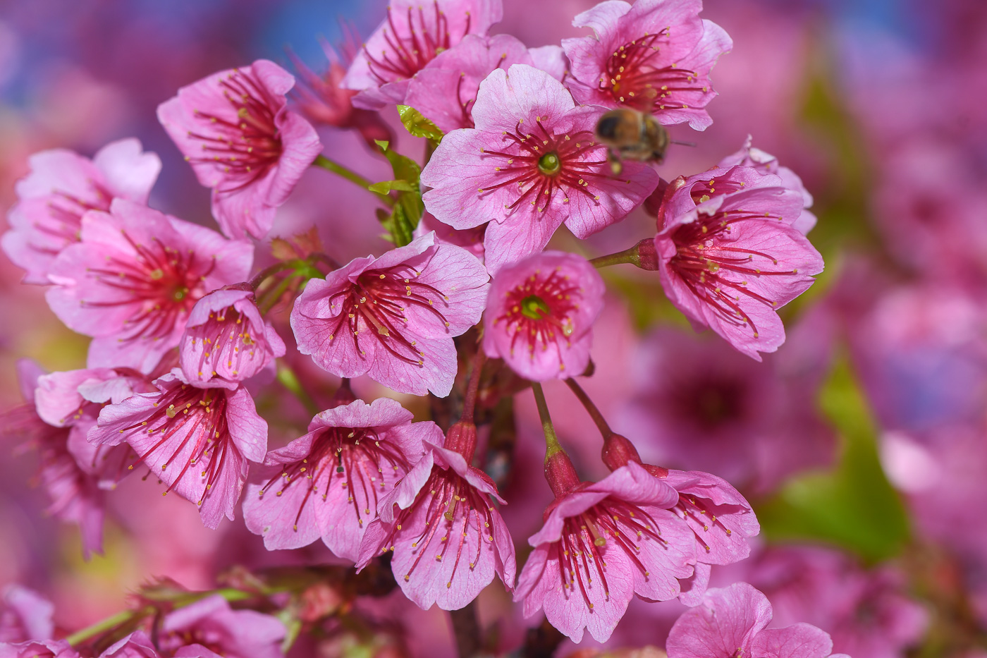 Image of Prunus campanulata specimen.