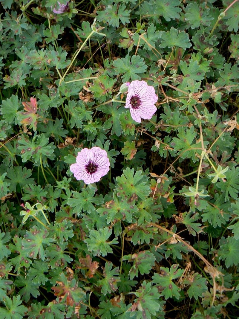 Image of Geranium cinereum specimen.