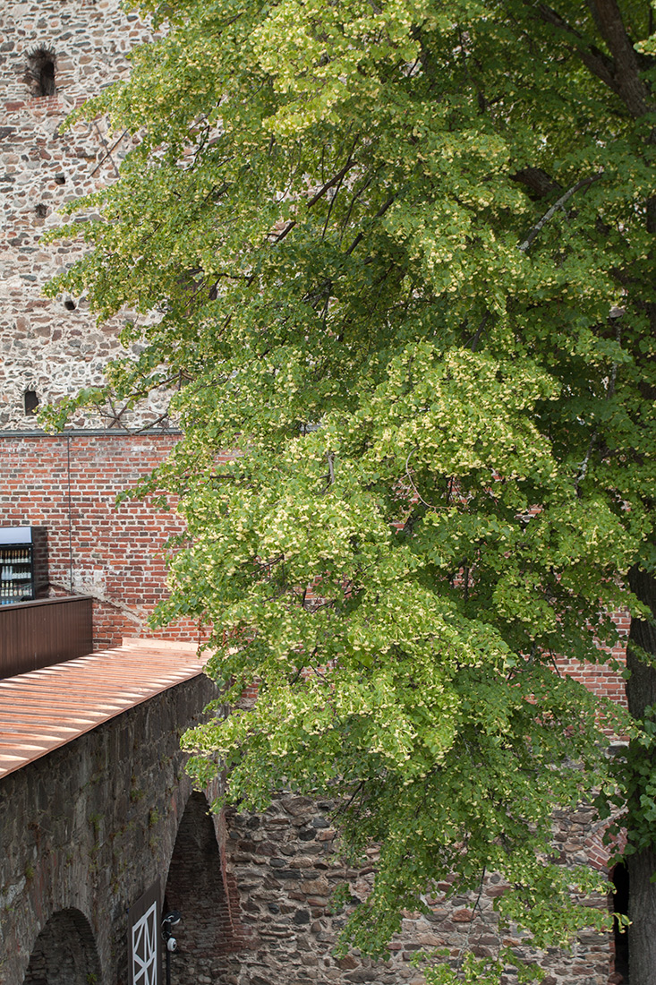 Image of Tilia cordata specimen.