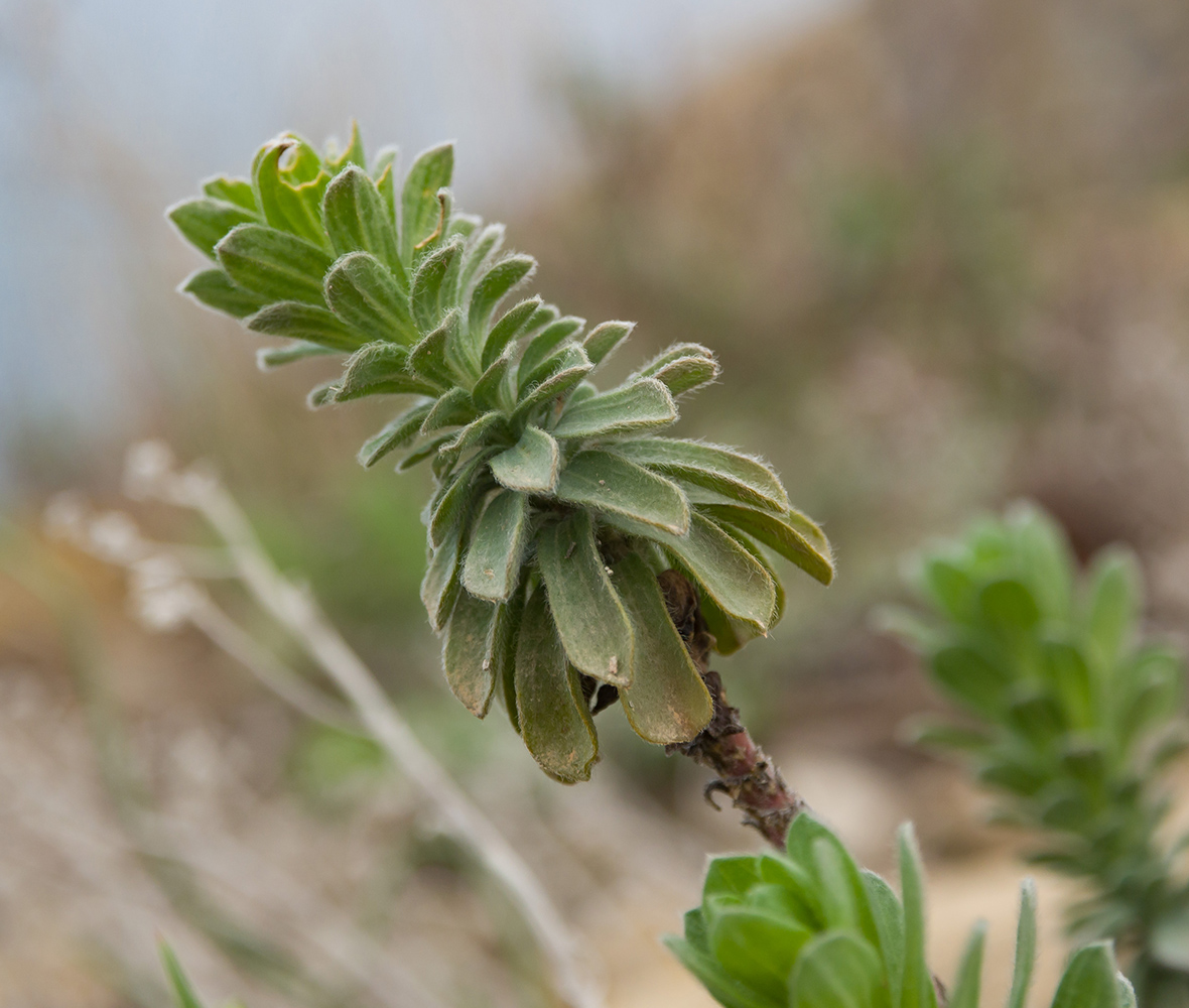 Изображение особи Linum lanuginosum.