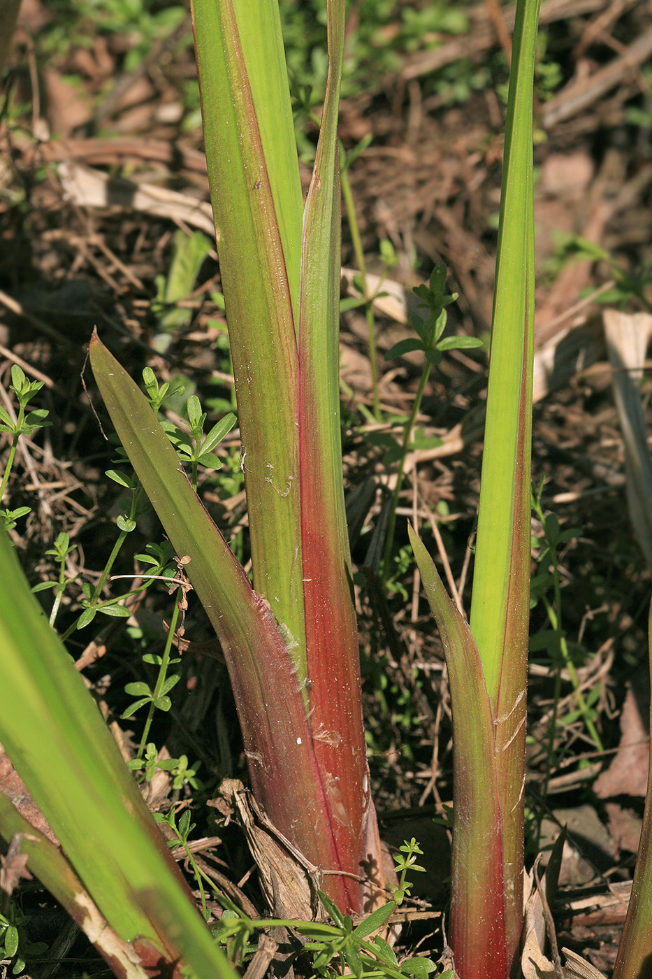 Изображение особи Acorus calamus.