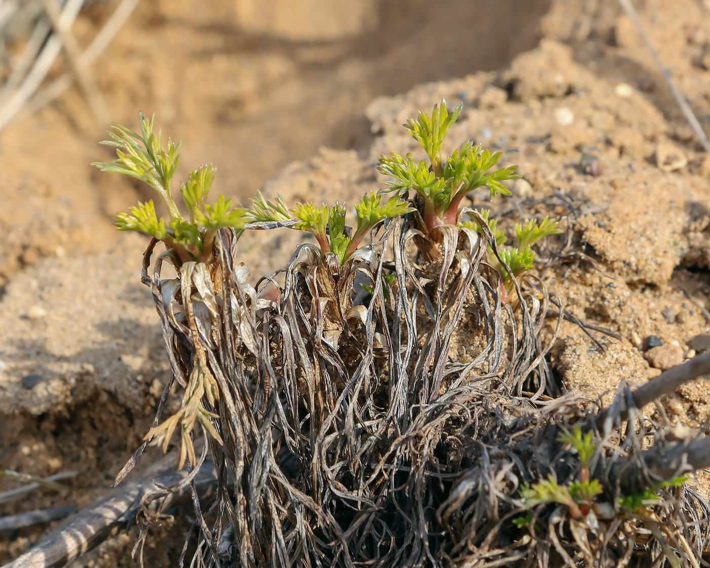 Image of Artemisia campestris specimen.