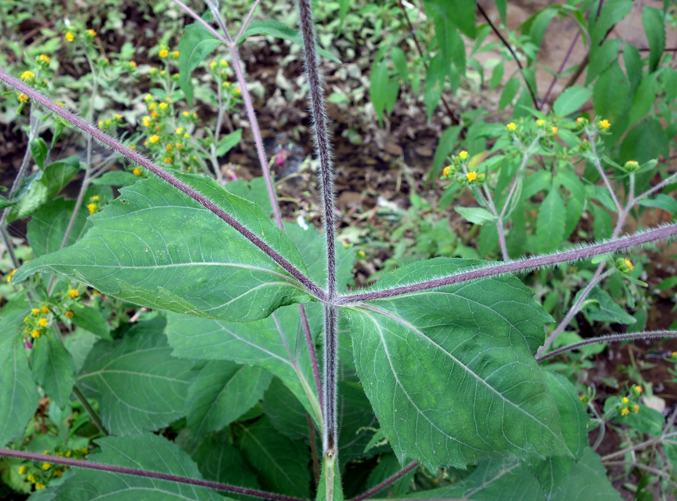 Image of Sigesbeckia orientalis specimen.