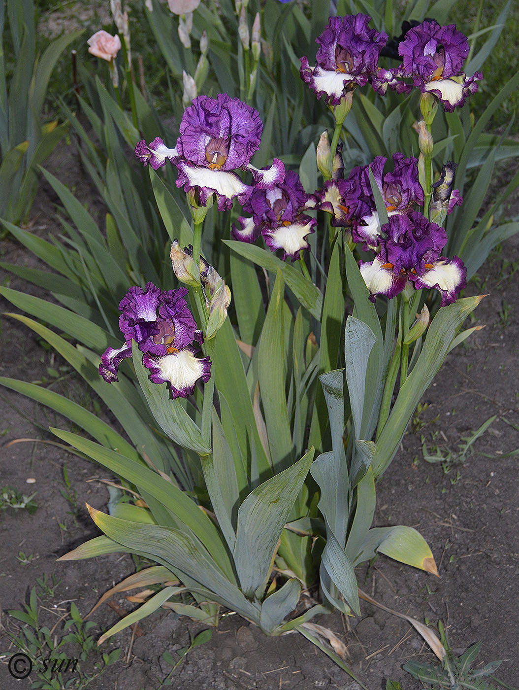 Изображение особи Iris &times; hybrida.