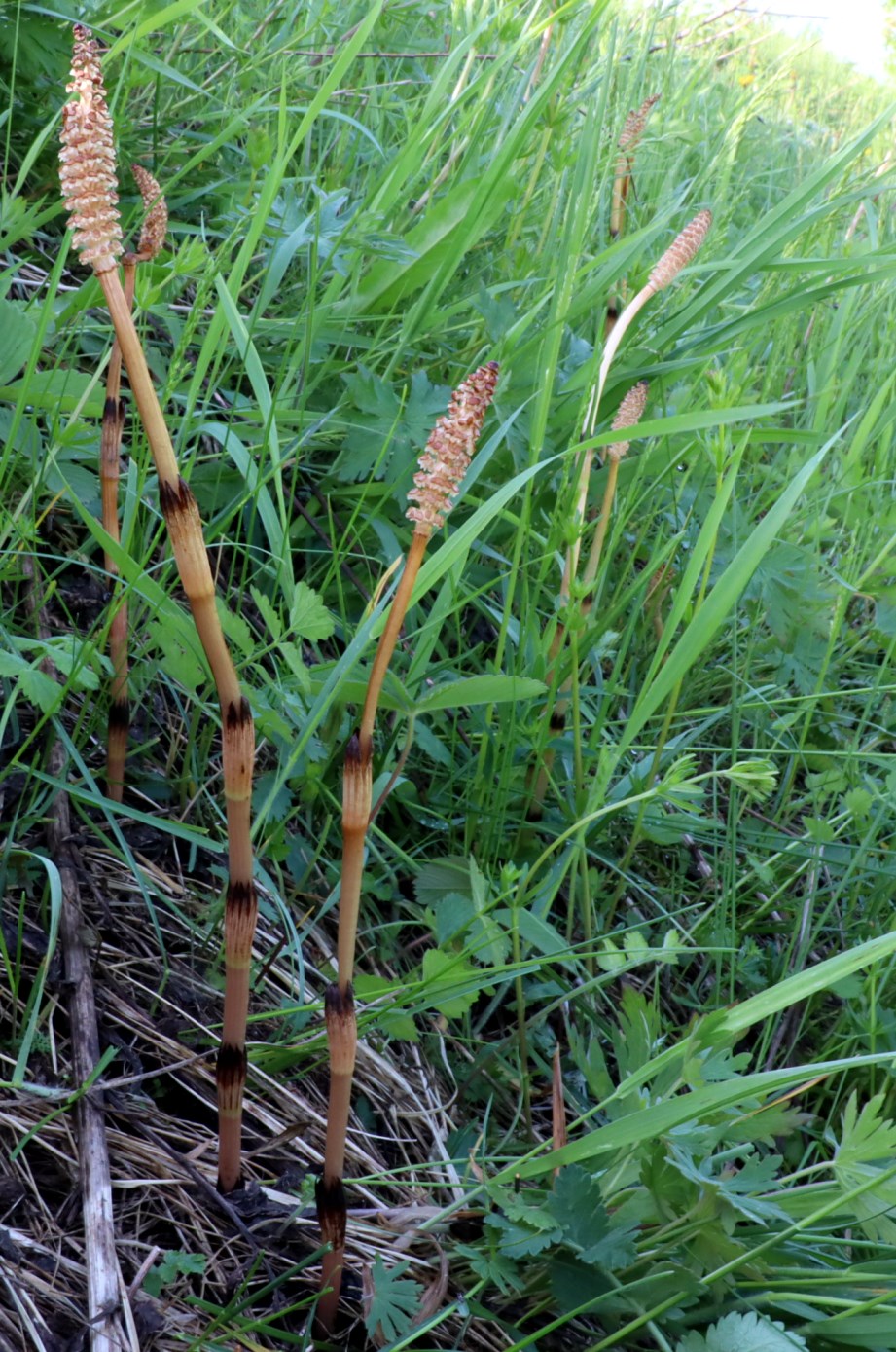 Image of Equisetum arvense specimen.