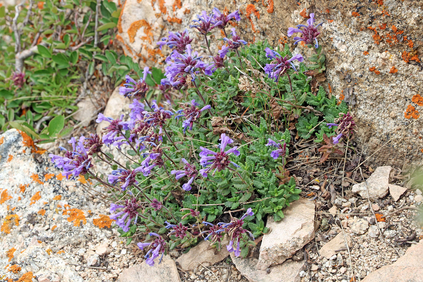 Image of Dracocephalum oblongifolium specimen.