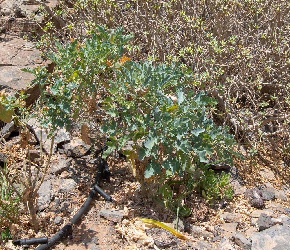 Image of Crambe sventenii specimen.