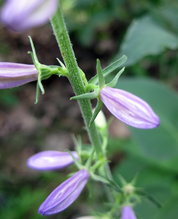 Image of Campanula bononiensis specimen.