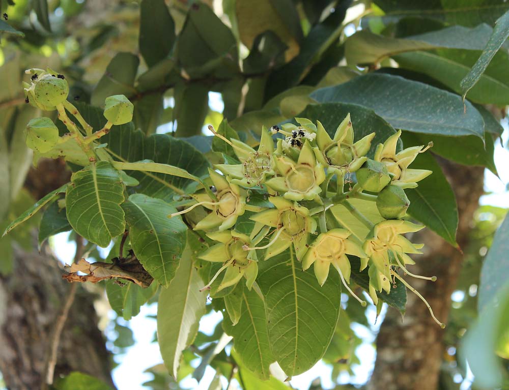 Image of Duabanga grandiflora specimen.