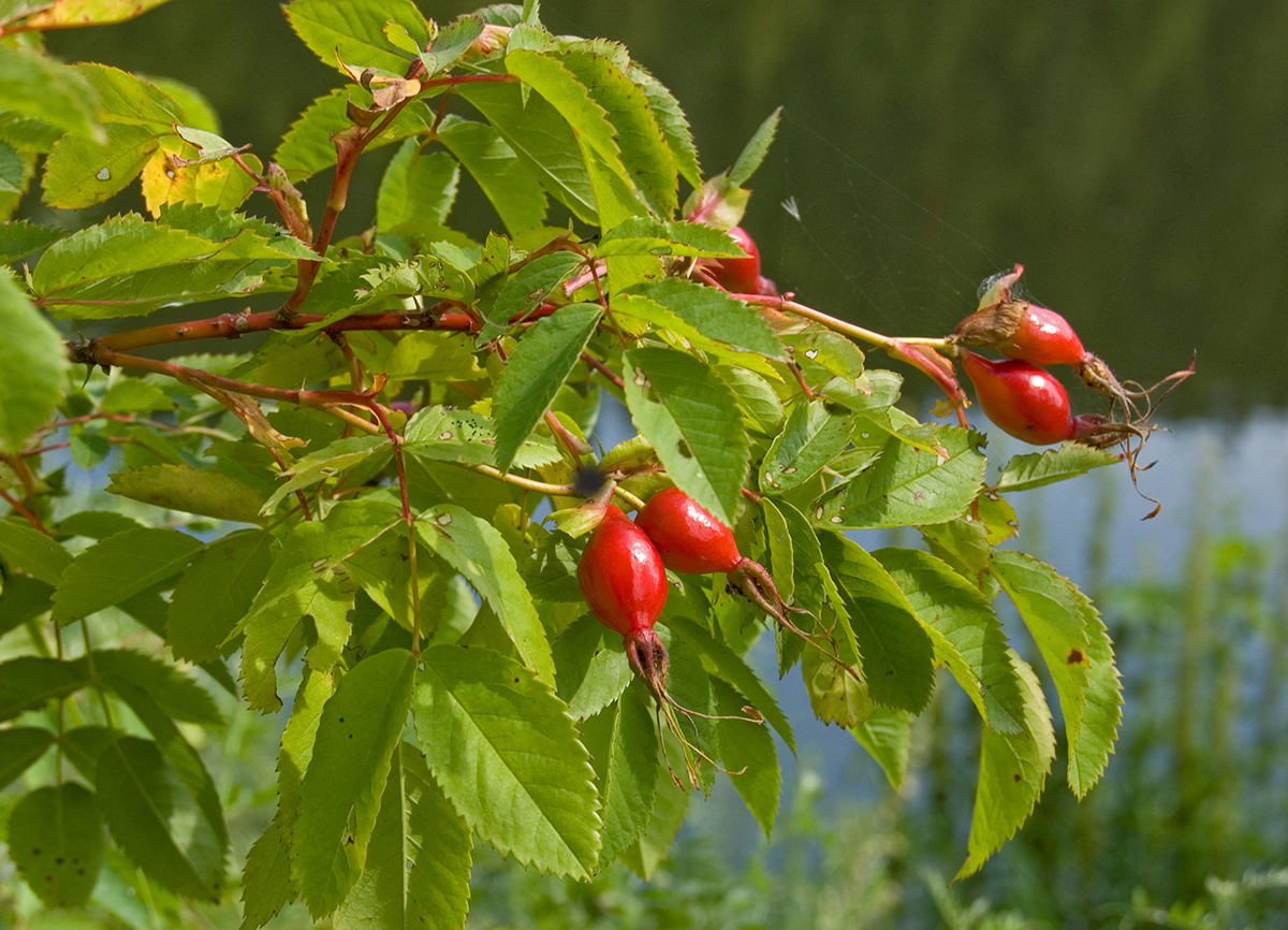 Image of genus Rosa specimen.