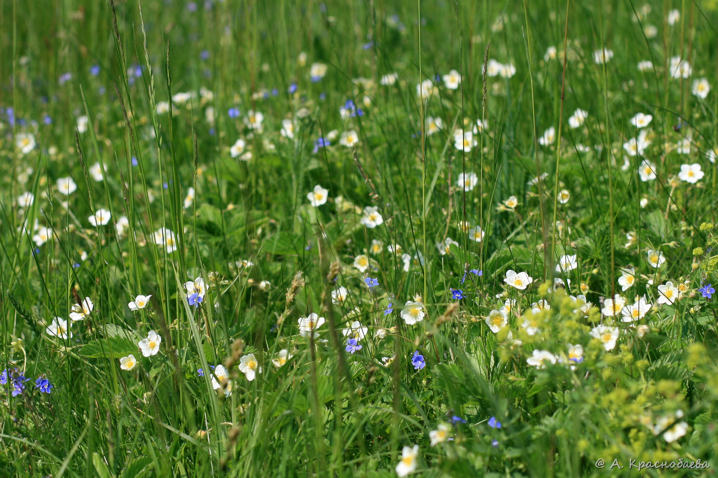 Image of Fragaria viridis specimen.