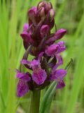 Dactylorhiza incarnata. Соцветие. Красноярский край, Эвенкийский р-н, государственный природный заповедник \"Тунгусский\", правый берег р. Чамба. 29.06.2012.