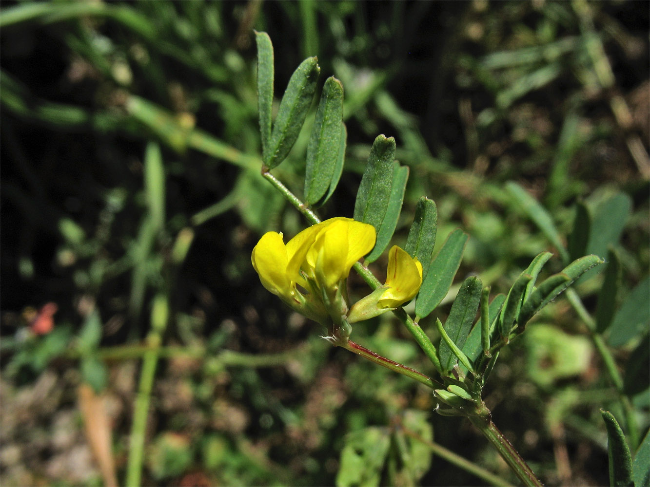 Изображение особи Hippocrepis multisiliquosa.