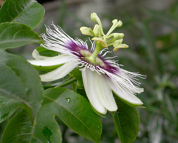 Image of Passiflora caerulea specimen.