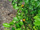 View full-size image Turraea heterophylla