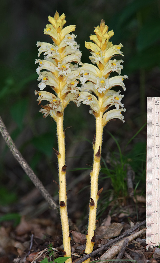 Image of genus Orobanche specimen.