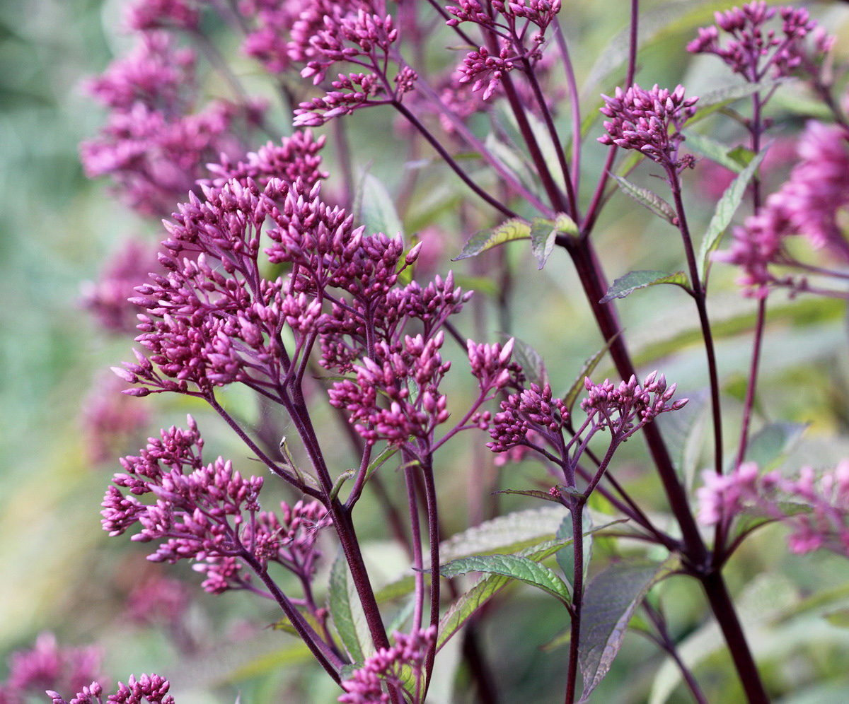 Image of Eupatorium purpureum specimen.