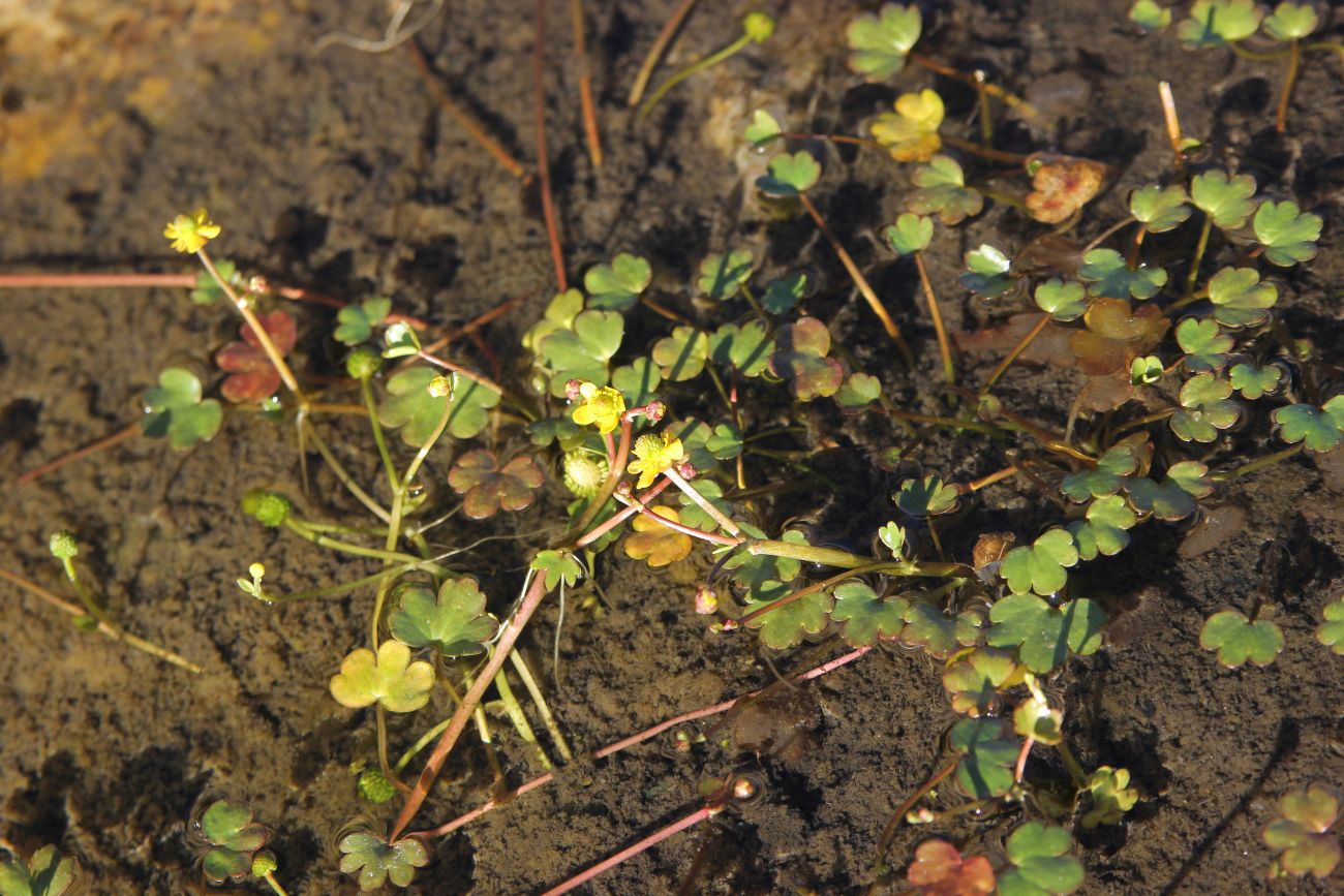 Image of Ranunculus natans specimen.